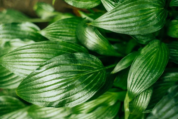 Textura hojas verdes — Foto de Stock