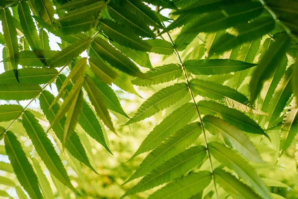 Textura hojas de palma — Foto de Stock