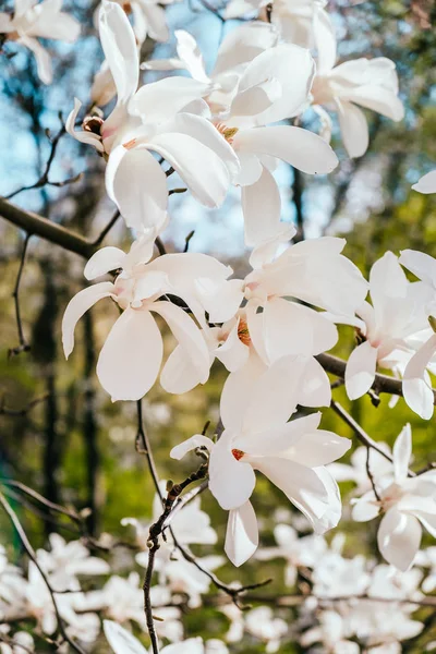 Magnolia bloem bloesem achtergrond — Stockfoto