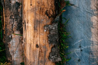 Doğal ahşap kabuk dokusu