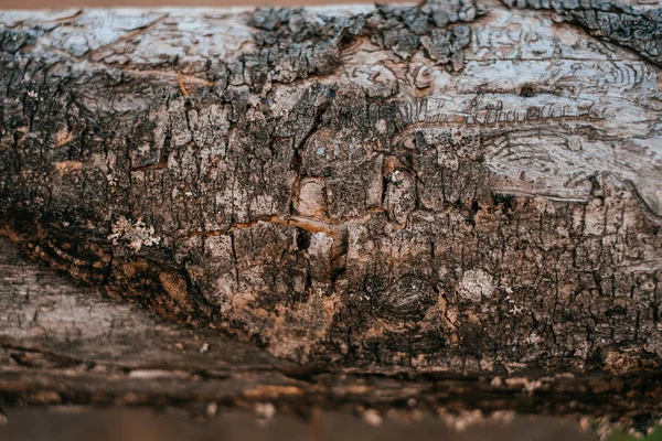 Textura de casca de madeira natural — Fotografia de Stock