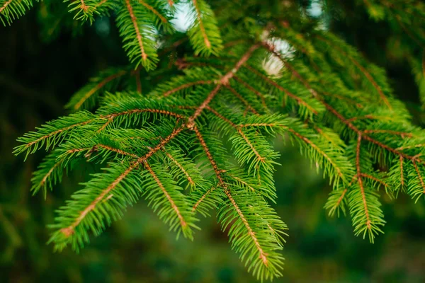 Texture des feuilles de pin vert — Photo