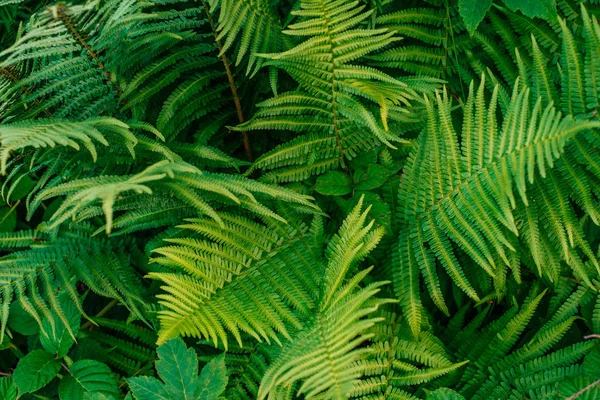 绿色的蕨叶纹理 — 图库照片