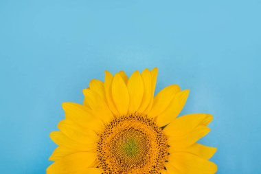 mavi arkaplanda ayçiçeği