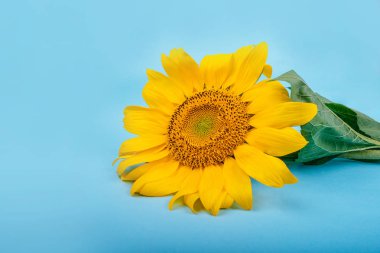 Mavi arka plan üzerinde parlak büyük sarı ayçiçeği. Flatlay tarzı.