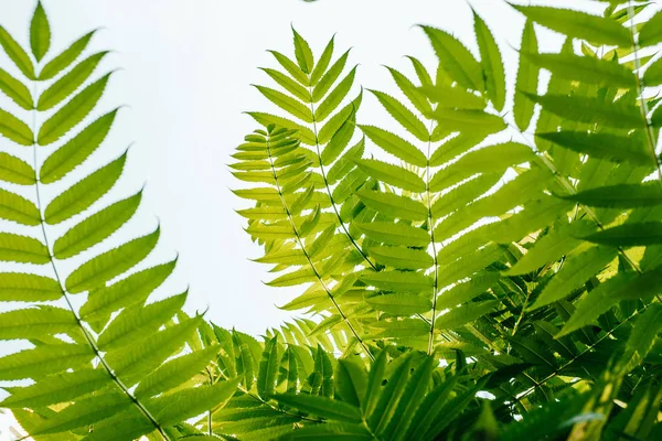 야자나무 잎 질감 — 스톡 사진