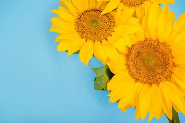 Mavi arka plan ayçiçeği buket