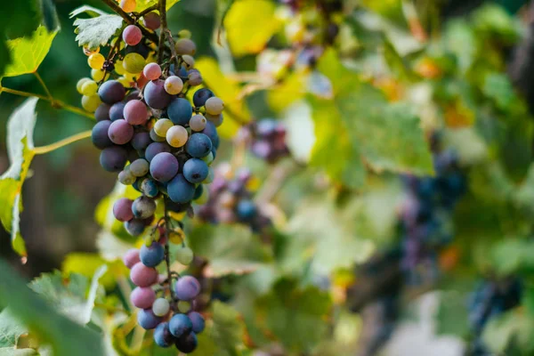 Grapes on the vine — Stock Photo, Image