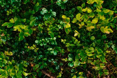 Yeşil yaprak dokusu