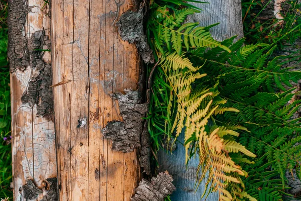 Natuurlijke houten schors textuur — Stockfoto