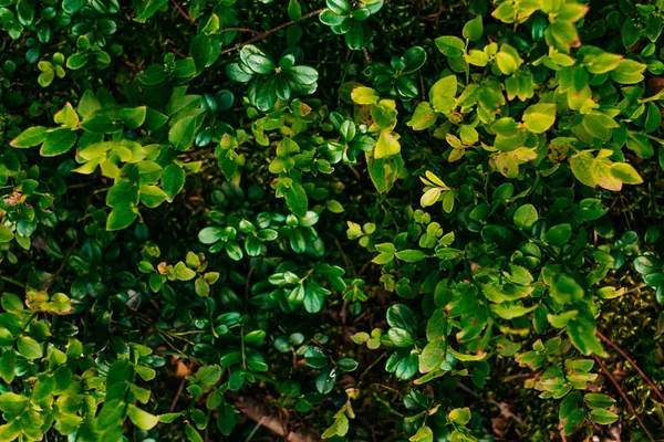 Groene bladeren textuur — Stockfoto