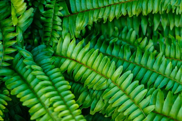Textura hojas verdes — Foto de Stock