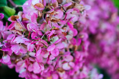 pembe ortanca çiçeği