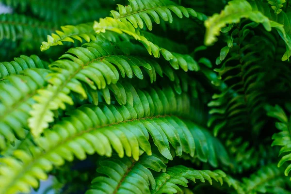 Зелене листя текстури — стокове фото