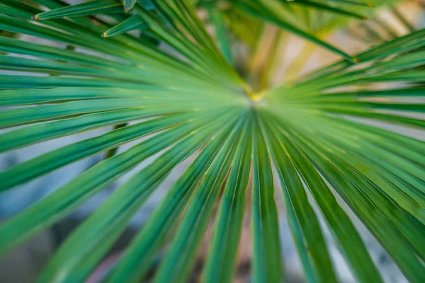 녹색 잎 질감 — 스톡 사진