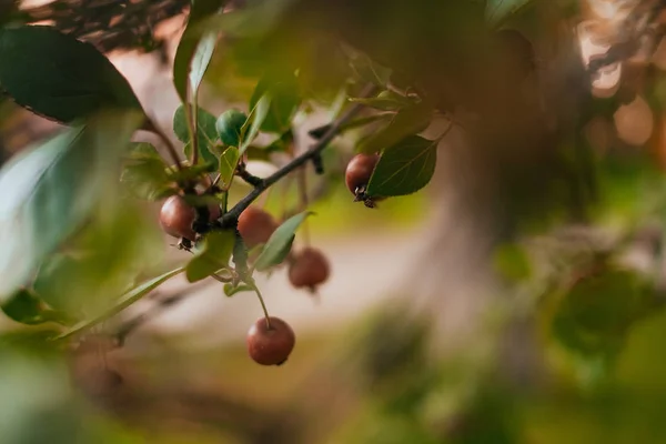 Prydnads malus äppelträd — Stockfoto