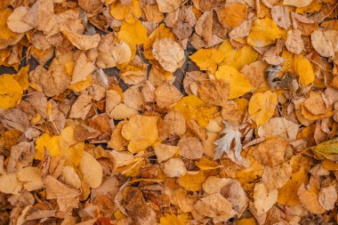 arka plan sarı sonbahar yaprakları