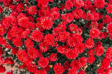 Kasımpatı çiçeği arka plan