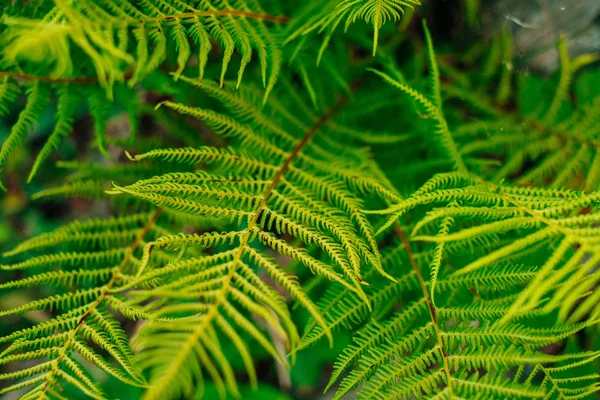 Hojas de helecho verde textura —  Fotos de Stock