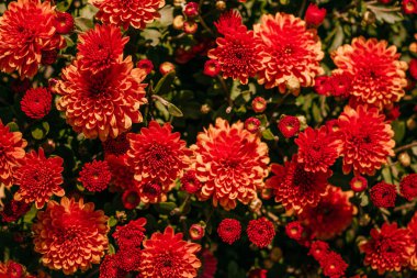 Kasımpatı çiçeği arka plan