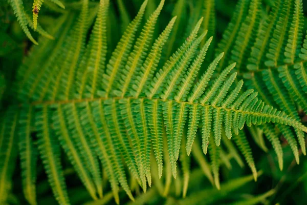 Grön Ormbunke Lämnar Solljus Texturerat Bakgrund Ett Träd — Stockfoto