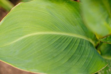 Yeşil yaprak dokusu