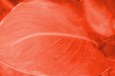 Yeşil yaprak dokusu