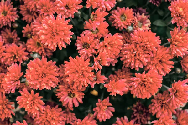 Color Coral Flor Crisantemo Primer Plano Fondo — Foto de Stock