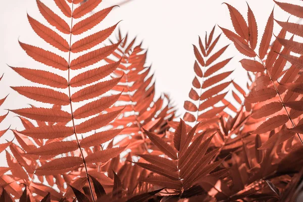 산호 색깔 잎 — 스톡 사진