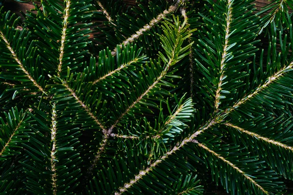 Fir tree bakgrunden — Stockfoto