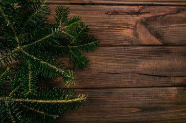 Köknar ağacı arka plan