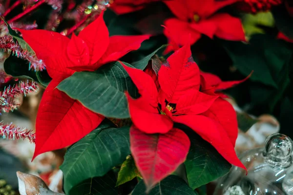 Atatürk çiçeği Noel çiçek