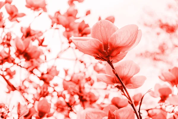 Magnolie Blume Blüte Hintergrund — Stockfoto