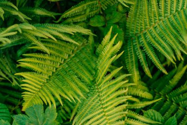 Green fern leaves texture clipart