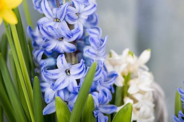 Bahar sümbül çiçeği