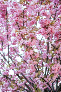 Pembe kiraz sakura çiçeği arka plan