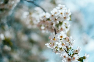 Kiraz çiçeği arkaplanı