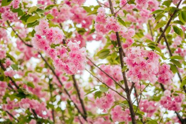 Pembe kiraz sakura çiçeği arka plan