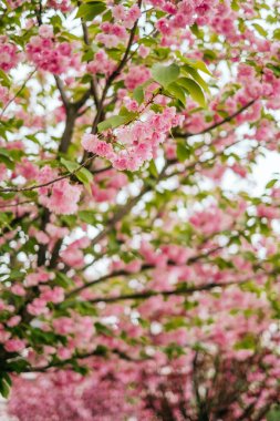 Pembe kiraz sakura çiçeği arka plan
