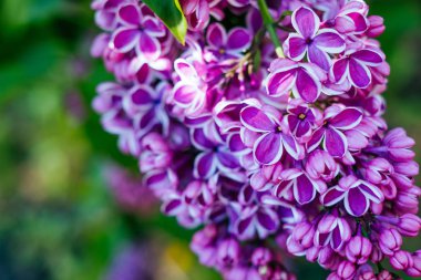 Leylak çiçeği arka plan