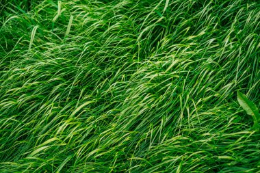 Yeşil yaprak dokusu