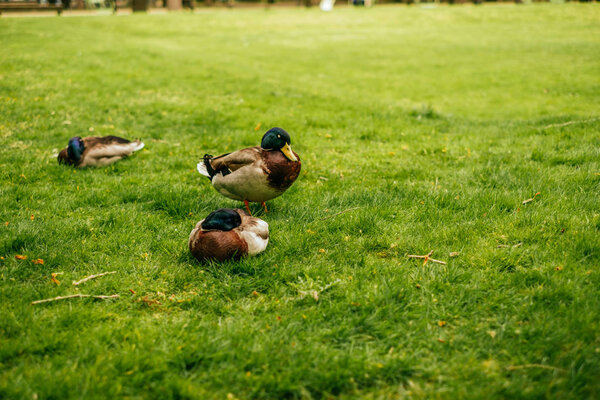 Three ducks on the grass