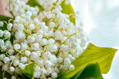 Leylak çiçeği arka plan