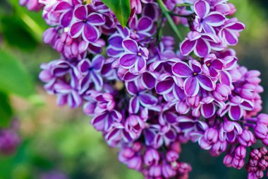 Leylak çiçeği arka plan