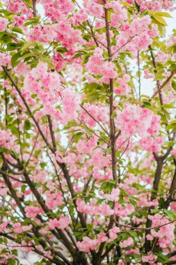 Pembe kiraz sakura çiçeği arka plan