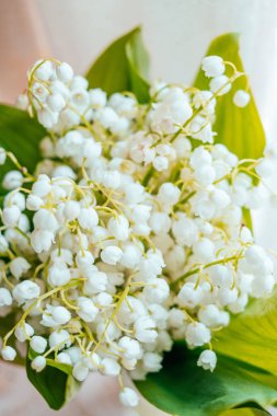 Leylak çiçeği arka plan