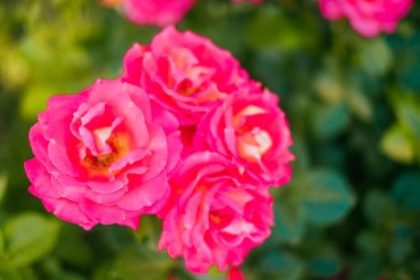 Gül tomurcukları arka plan