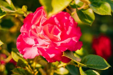 Gül tomurcukları arka plan