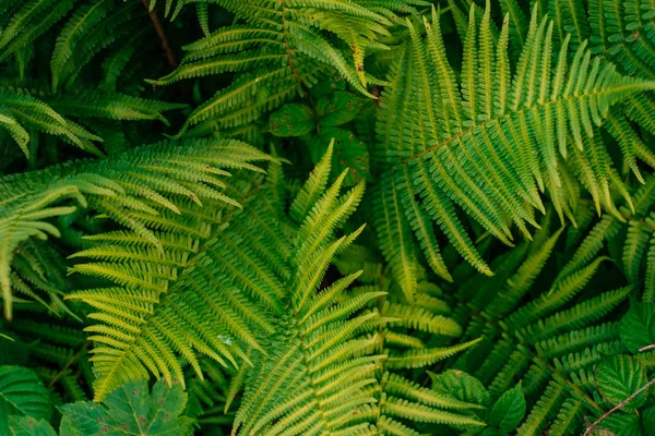 緑のシダの葉のテクスチャ — ストック写真