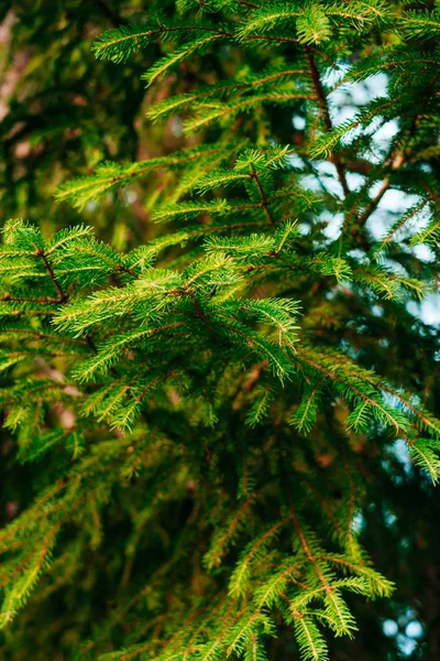 Green pine-tree leaves texture — Stock Photo, Image